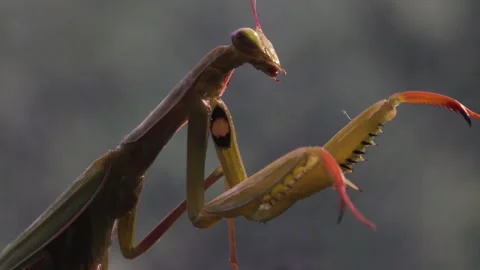 Mantis searches for something to eat Video stock 171461580