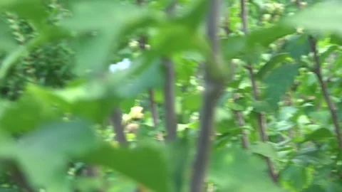 A Mantis seeks it's prey. Stockbeeldmateriaal 208890016