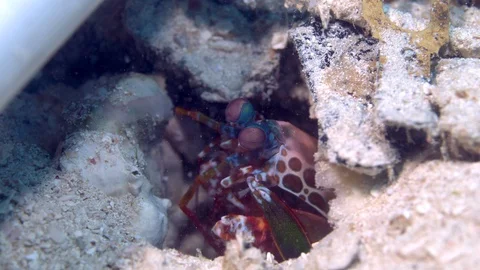 Mantis Shrimp cleans itself Stock Footage 128829998