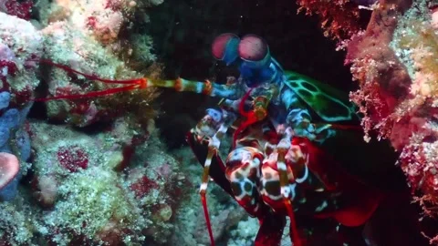 Mantis shrimp closeup 4K Stock Footage 331276708