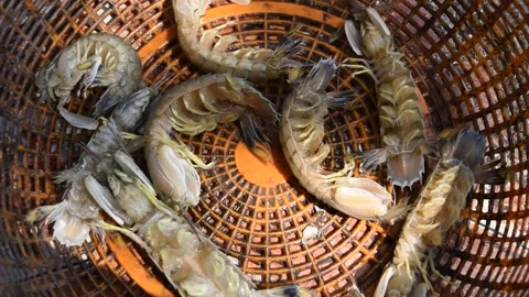Mantis shrimp in a container , Aquatic animals for cooking seafood in Thailand Stock Footage 132019225