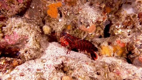 Mantis shrimp is a deceptively capable predator Stockbeeldmateriaal 272565566