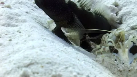 Mantis Shrimp Defends Burrow From Eel in Turquoise Waters Stock Footage 340586406