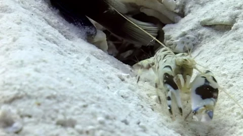 Mantis Shrimp Digs Into Sand Burrow at Coral Reef Stock Footage 324171367