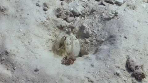 Mantis Shrimp Disappears Into a Burrow on the Seabed Stock Footage 321010625