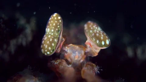 Mantis shrimp eyes close-up Stock Footage 72585995