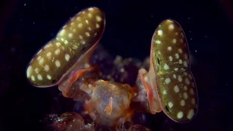 Mantis shrimp eyes close-up Stock Footage 72587246