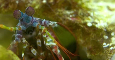 Mantis Shrimp eyes 스톡 동영상 56307350