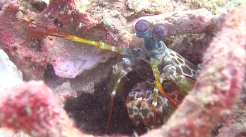 Mantis Shrimp Stock Footage 22307779