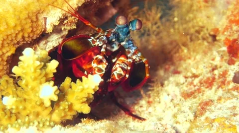 Mantis Shrimp Video stock 56843109