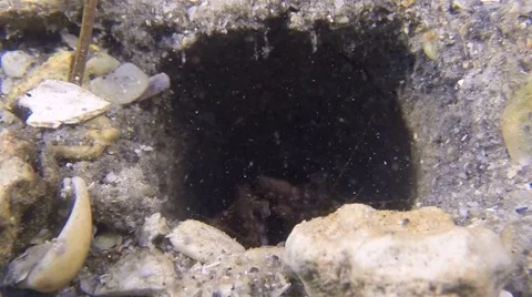 Mantis Shrimp Video stock 64460769