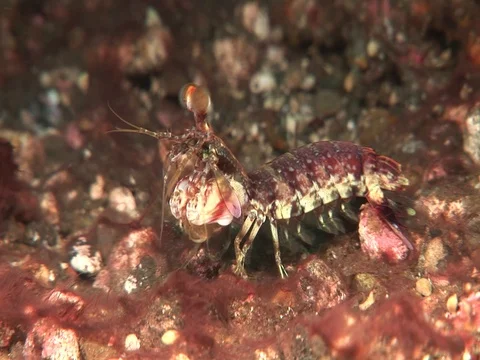 Mantis Shrimp Video stock 98702730