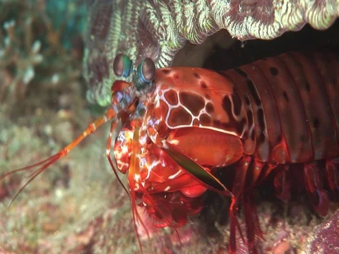 Mantis Shrimp 스톡 동영상 98702780