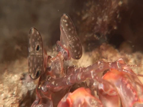 Mantis Shrimp Stock Footage 98703306