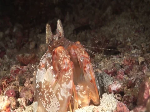 Mantis Shrimp Stock Footage 98703647