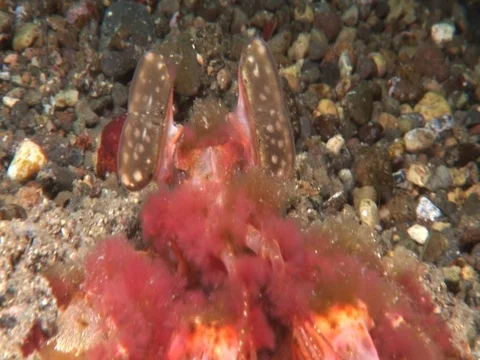 Mantis Shrimp Stock Footage 98703769