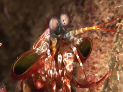 Mantis Shrimp Stock Footage 98704020