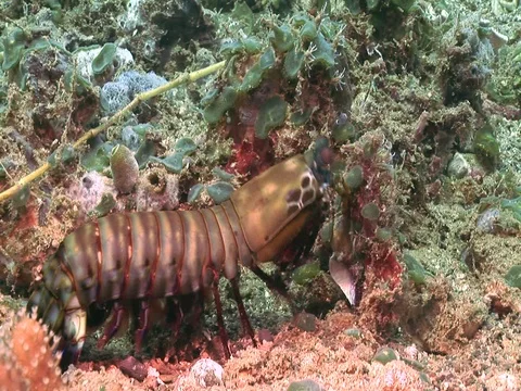 Mantis Shrimp Stock Footage 98704672