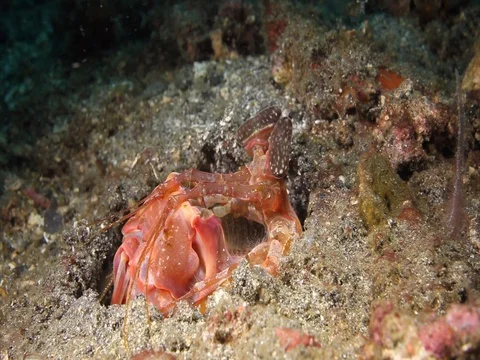 Mantis Shrimp Stock Footage 98704840
