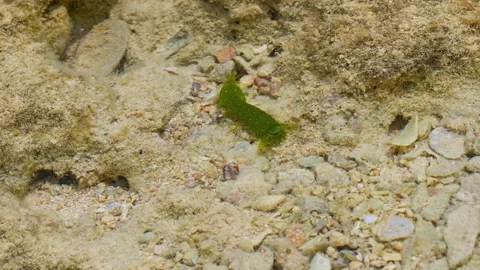 Mantis Shrimp Foraging For Food. Видео 332926302