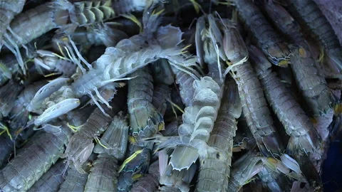 Mantis Shrimp Fresh, Squilla Mantis Shrimp Fresh, Squilla Mantis At Market Stock Footage 159571717