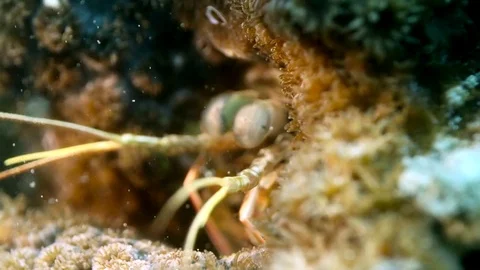 Mantis shrimp hiding in cave Stock Footage 72522902