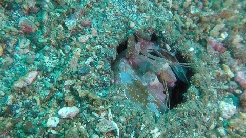 Mantis Shrimp (lysioquillina sp.) Eyes Stock Footage