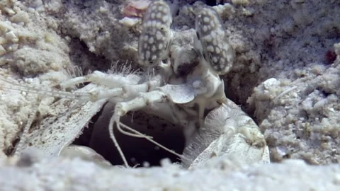 Mantis Shrimp Peaking out of Burrow on Sandy Ocean Floor Stock Footage 324172970