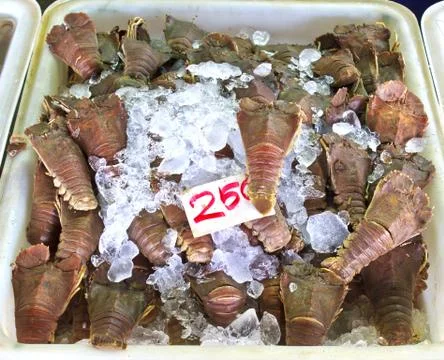 Mantis shrimp 스톡 사진