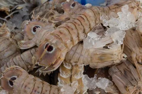 Mantis shrimp Foto stock