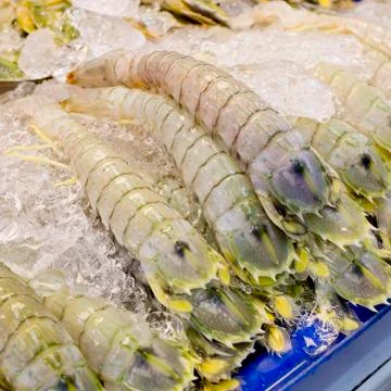 Mantis Shrimp Stock Photos