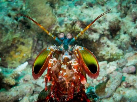Mantis Shrimp Stock Photos