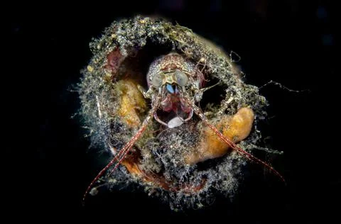 Mantis Shrimp Stock Photos