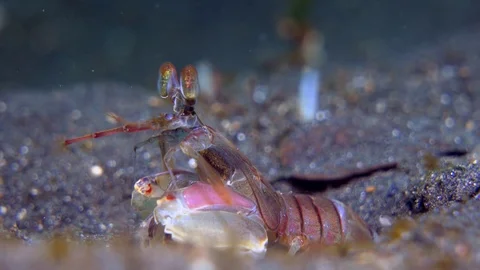 Mantis shrimp in the sand Stock Footage 72592994
