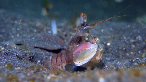 Mantis shrimp in the sand Stock Footage 72593098