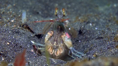 Mantis shrimp in the sand Stock Footage 72604488