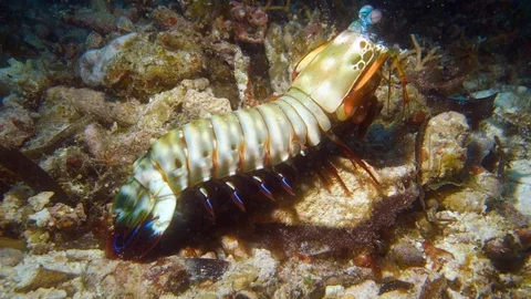 Mantis shrimp swimming Stock Footage 93010865
