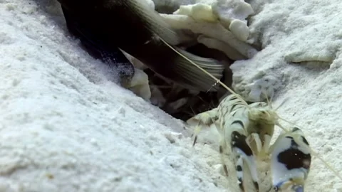 Mantis Shrimp Watches as Eel Enters Hole in Sandy Ocean Floor Stock Footage 340586458