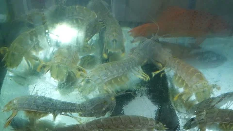 Mantis shrimps in water Video stock 107605947