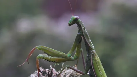 Mantis shuffles Video stock 171466026