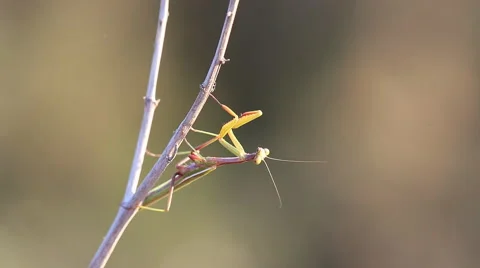 Mantis sits on a dry branch Stock Footage 68791850