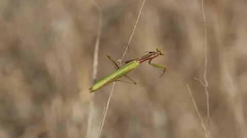 Mantis sits on a dry branch Stock-Footage 68989651