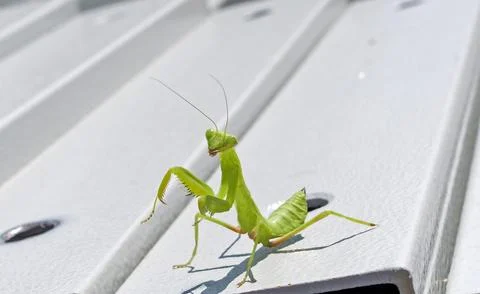 Mantis sits on a metal structure Stock Photos