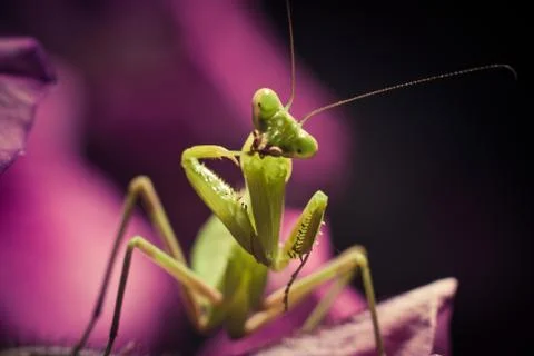 Mantis sits on a pink flower and cleans his paws Stock Photos