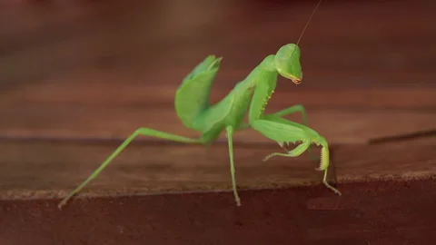 Mantis sits on a table 库存影片 246796374