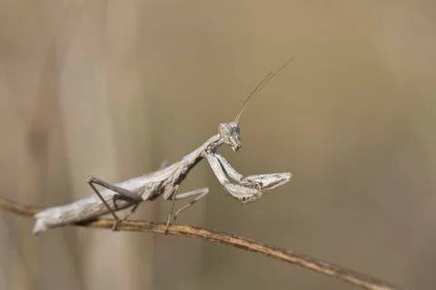Mantis sitting on a branch. Stock Photos