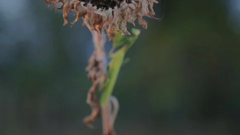 Mantis is sitting on a branch at sunset. Stock Footage 78185011