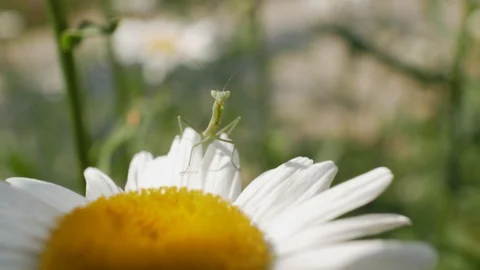 Mantis sitting on a daisy flower. camomile field.4k. 4k video Stock Footage 111440323