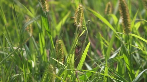 Mantis sitting on the grass, big mantis in the grass, close-up Stock Footage 221093675