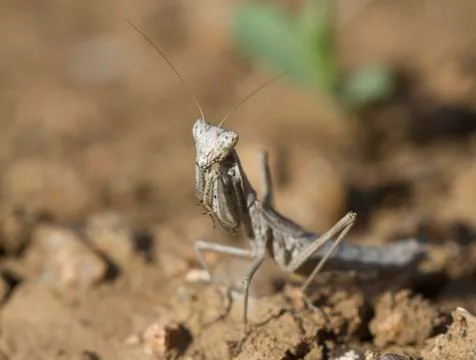 Mantis sitting on the ground. Stock Photos